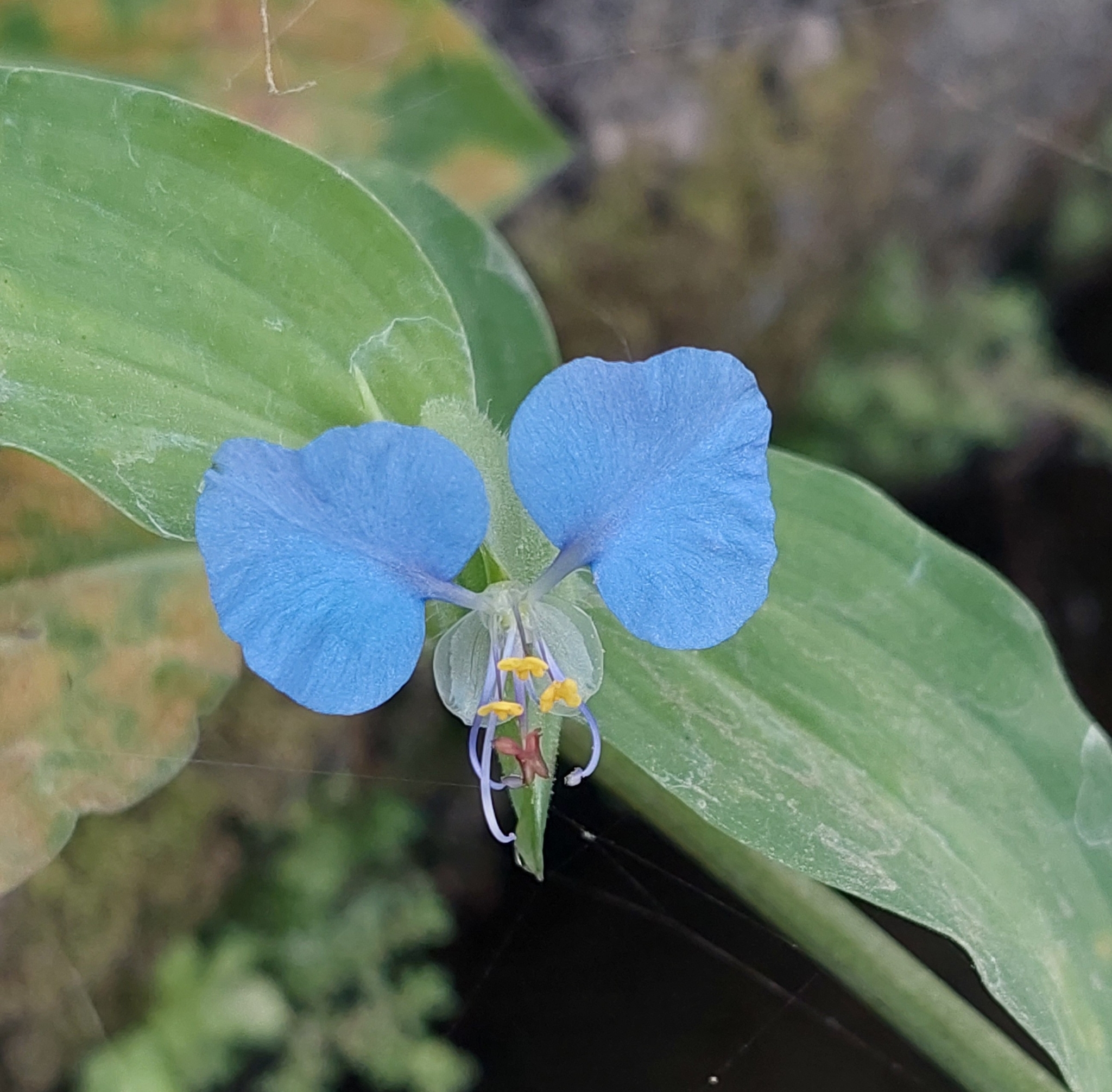 Commelina erecta image