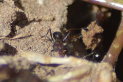 Formicidae