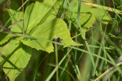 Strymon melinus