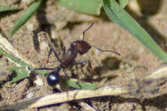 Formicidae