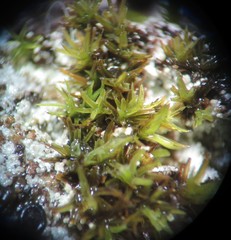 Grimmia trichophylla