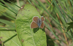Aricia nicias