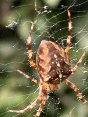 Araneus diadematus