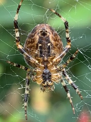 Araneus diadematus