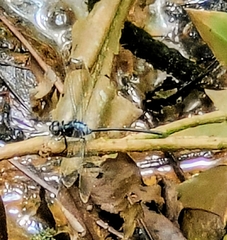 Pornothemis starrei