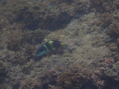 Thalassoma jansenii