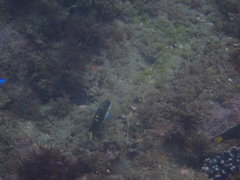 Thalassoma jansenii