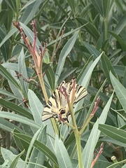Iphiclides feisthamelii