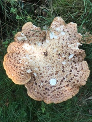 Cerioporus squamosus