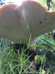 Cerioporus squamosus