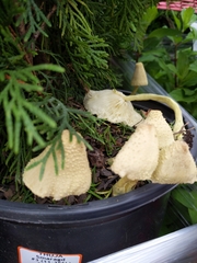 Leucocoprinus birnbaumii