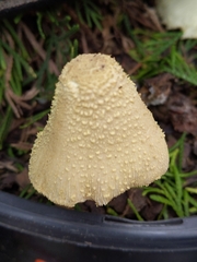 Leucocoprinus birnbaumii