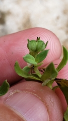 Spigelia hedyotidea