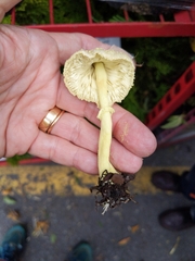 Leucocoprinus birnbaumii