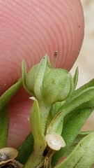 Spigelia hedyotidea