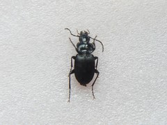 Pterostichus pedemontanus