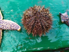 Strongylocentrotus intermedius