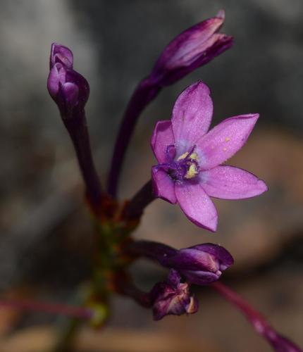 Thereianthus minutus (Klatt) G.J.Lewis