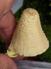 Leucocoprinus birnbaumii