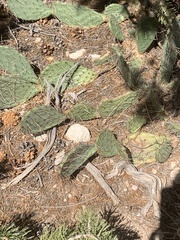 Opuntia woodsii