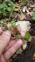 Spigelia hedyotidea