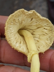 Leucocoprinus birnbaumii