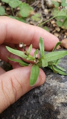 Spigelia hedyotidea