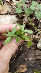 Spigelia hedyotidea