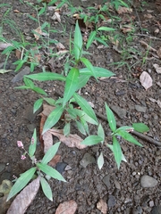 Persicaria barbata