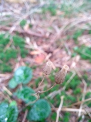 Soldanella montana