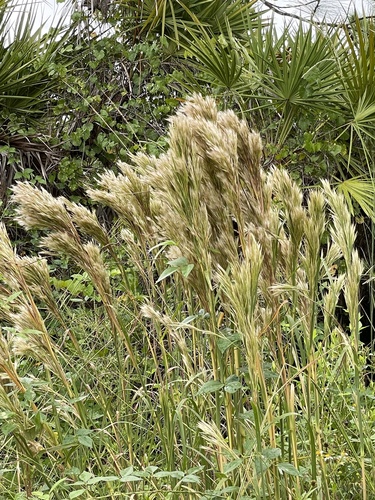 Anatherum tenuispatheum