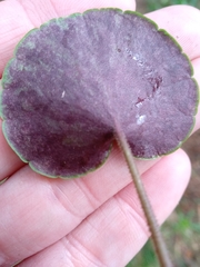 Soldanella montana