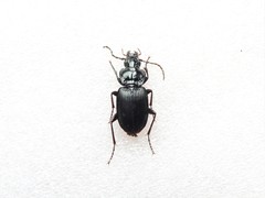 Pterostichus pedemontanus