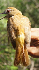 Attila spadiceus