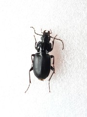 Pterostichus pedemontanus