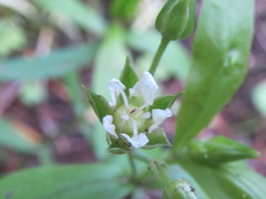 Moehringia macrophylla
