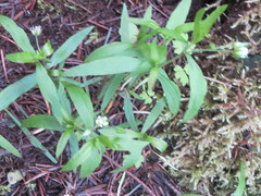 Moehringia macrophylla