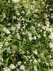 Limnosciadium pumilum