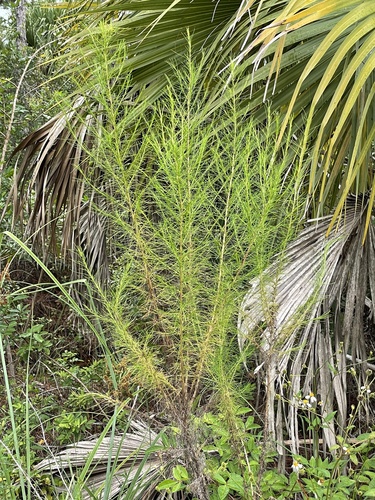 Eupatorium capillifolium image