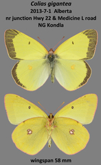 Colias gigantea