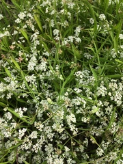 Limnosciadium pumilum