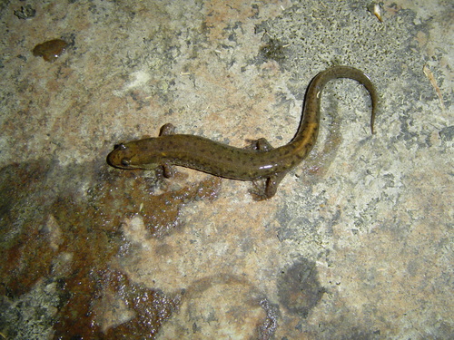 Northern Dusky Salamander, Indiana, US, photo 8 of 10