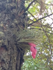Tillandsia oaxacana