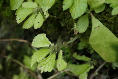 Elatostema cuneatum