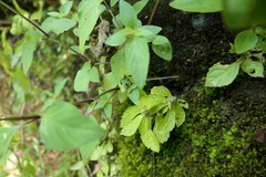 Elatostema cuneatum