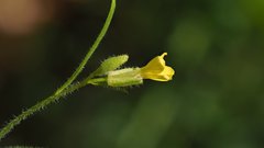Sisymbrium orientale