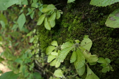 Elatostema cuneatum