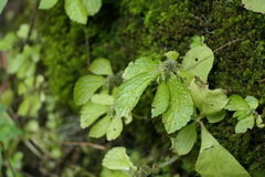 Elatostema cuneatum