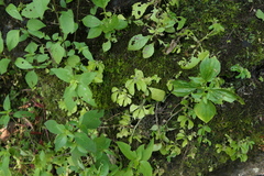 Elatostema cuneatum