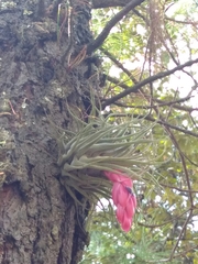 Tillandsia oaxacana